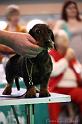 Crufts2011_2 1145